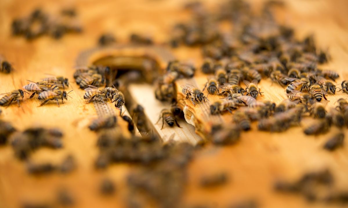 Honey & the Hive — photo 2