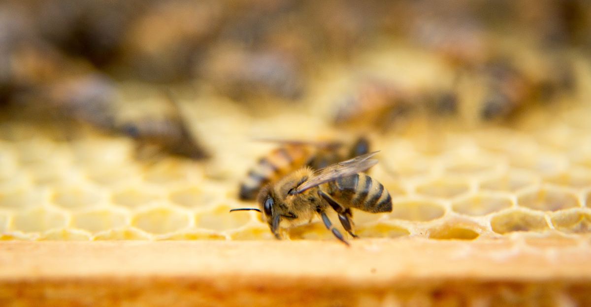 Honey & the Hive — photo 3