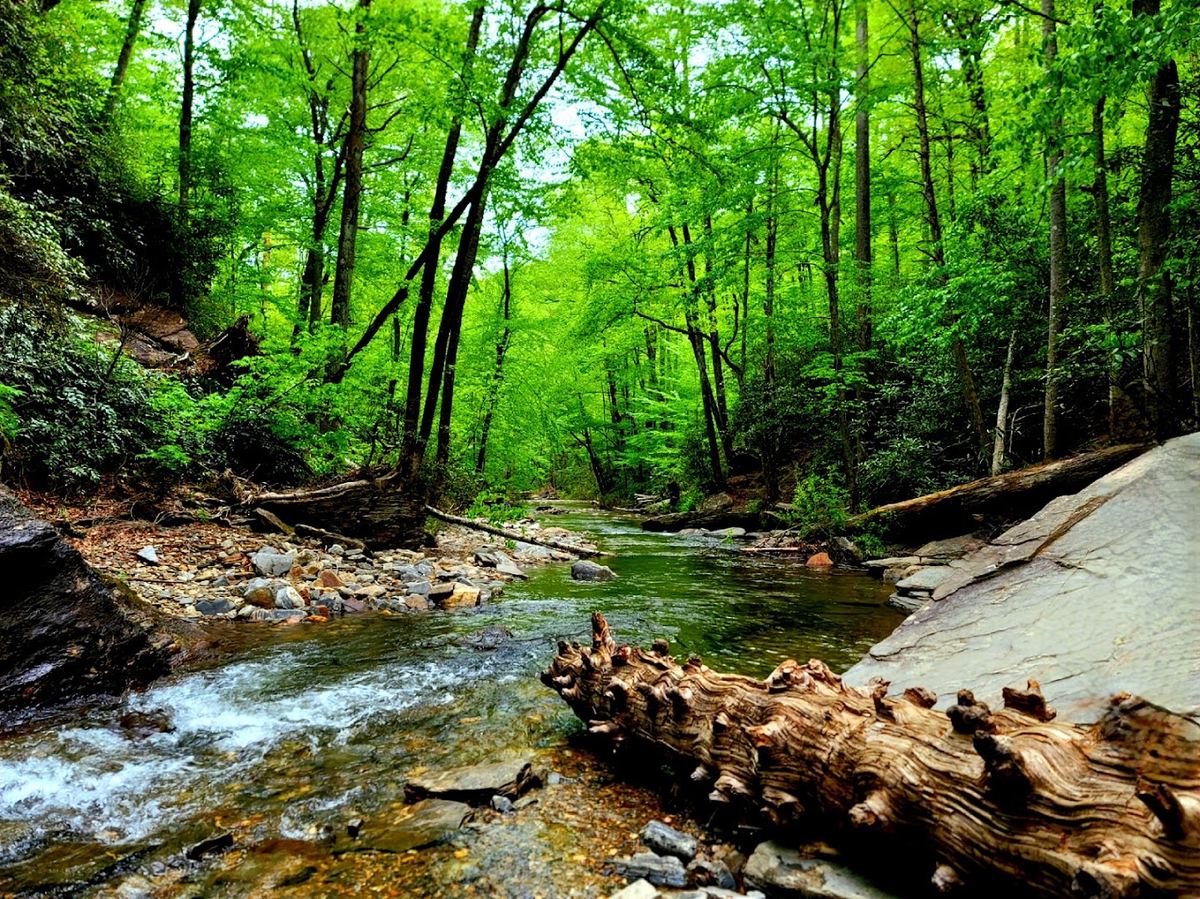 Looking Glass Falls — photo 5