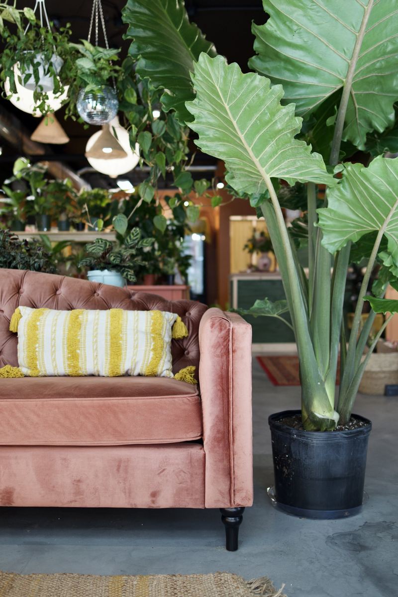 The Green Room Plant Shop — photo 2