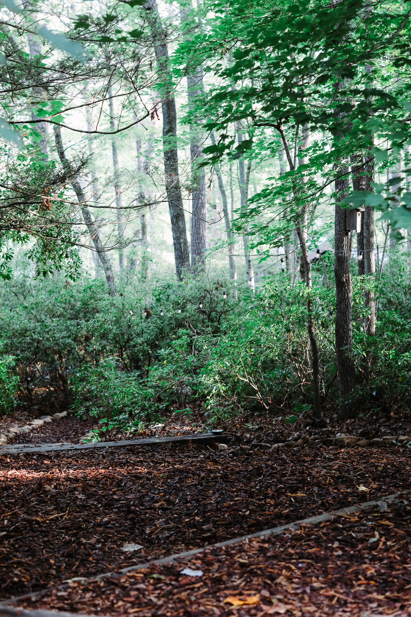 Morning light through the forest canopy at Asheville Forest Baths
